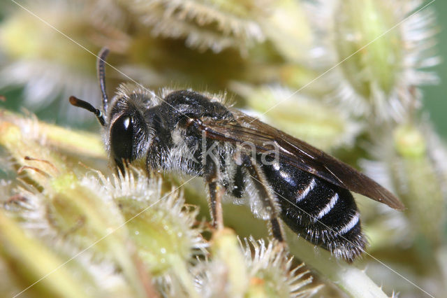 Schermbloemzandbij (Andrena nitidiuscula)