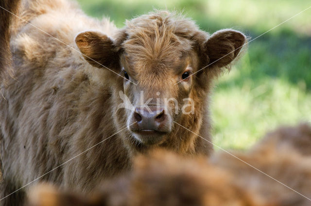 Schotse Hooglander