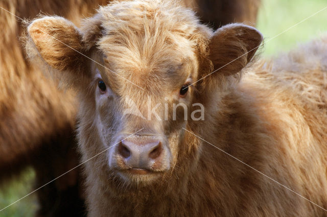 Schotse Hooglander