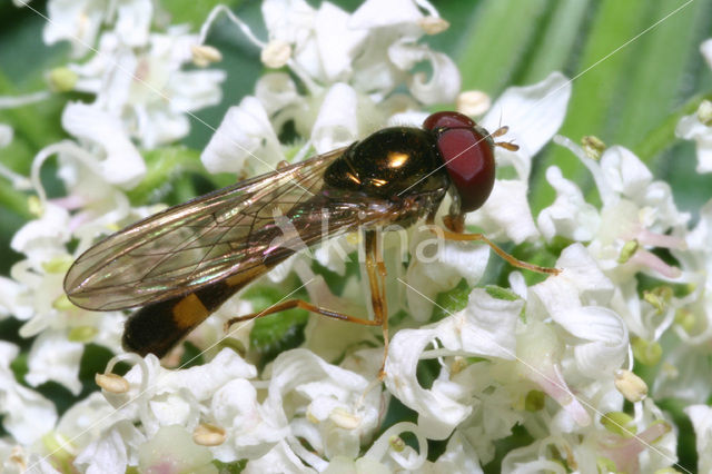 Slanke driehoekzweefvlieg (Melanostoma scalare)