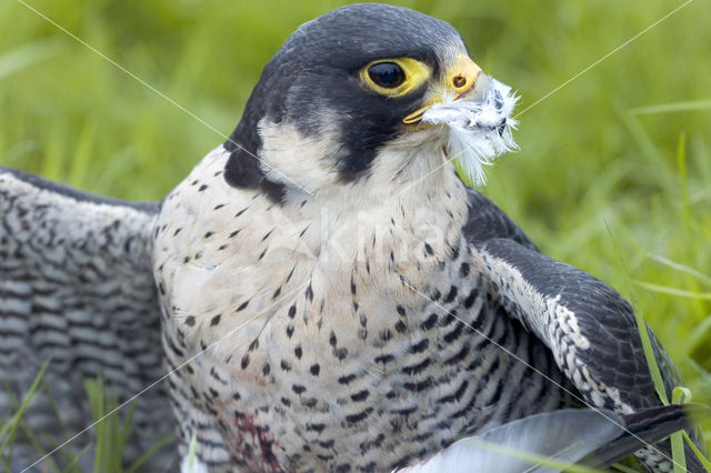 Slechtvalk (Falco peregrinus)