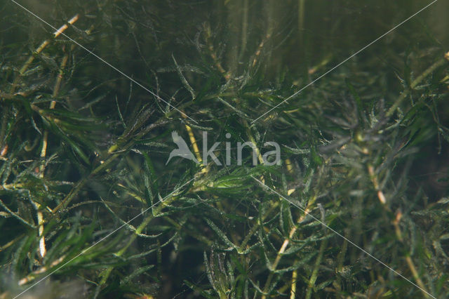 Smalle waterpest (Elodea nuttallii)