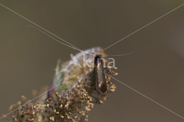 Smaragdlangsprietmot (Adela reaumurella)