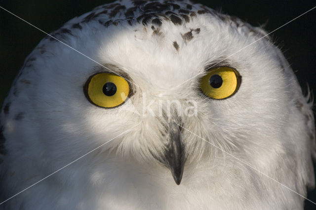 Sneeuwuil (Bubo scandiacus)