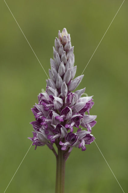 Military Orchid (Orchis militaris)