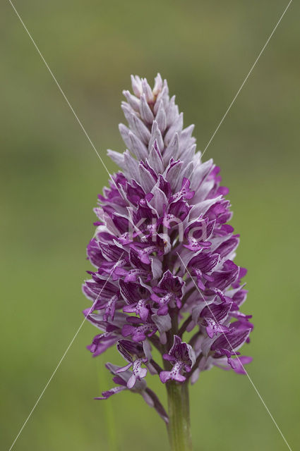 Military Orchid (Orchis militaris)