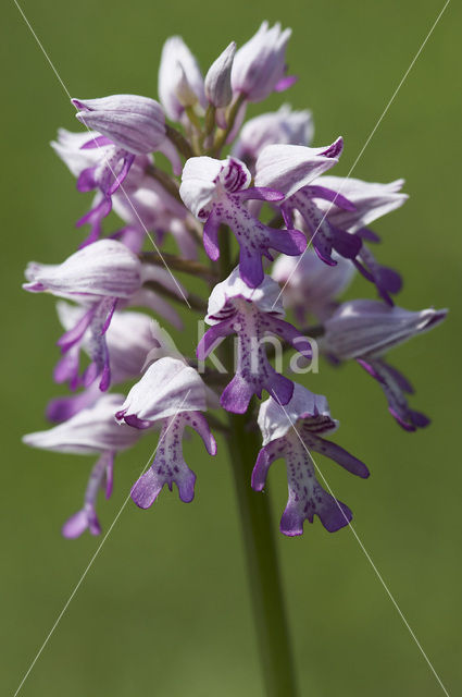 Soldaatje (Orchis militaris)