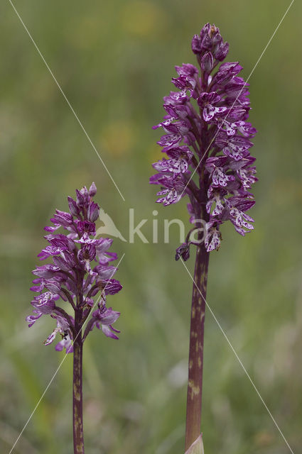 Military Orchid (Orchis militaris)