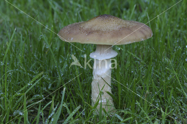 Sombere honingzwam (Armillaria ostoyae)