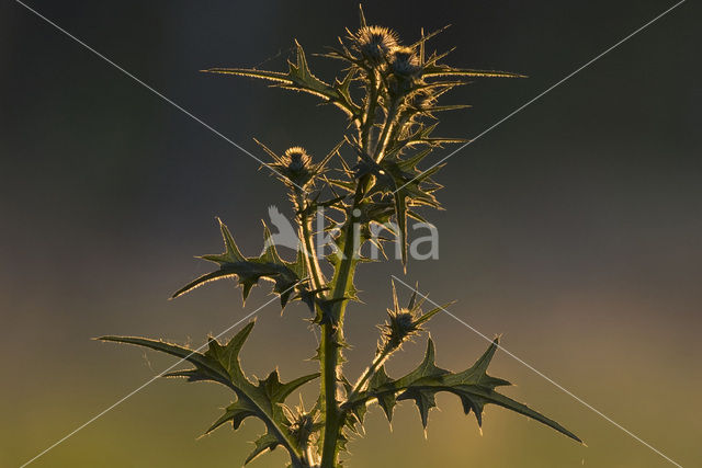 Speerdistel (Cirsium vulgare)