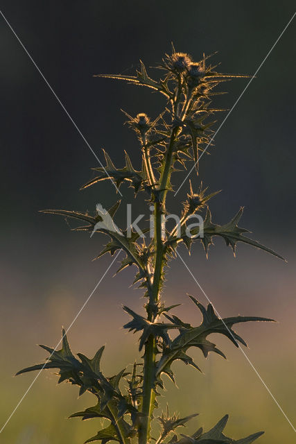 Speerdistel (Cirsium vulgare)