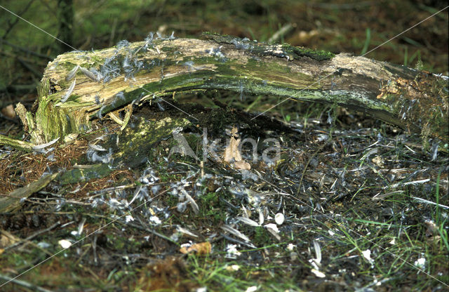 Sperwer (Accipiter nisus)