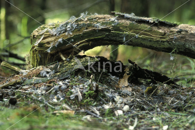 Sperwer (Accipiter nisus)