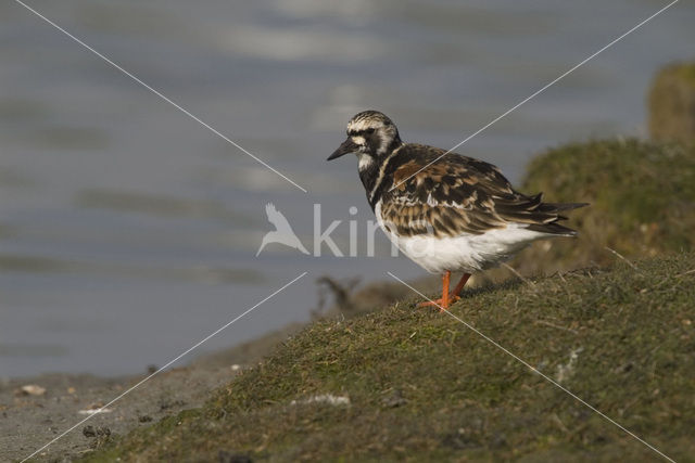 Steenloper (Arenaria interpres)