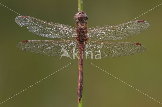 Steenrode heidelibel (Sympetrum vulgatum)