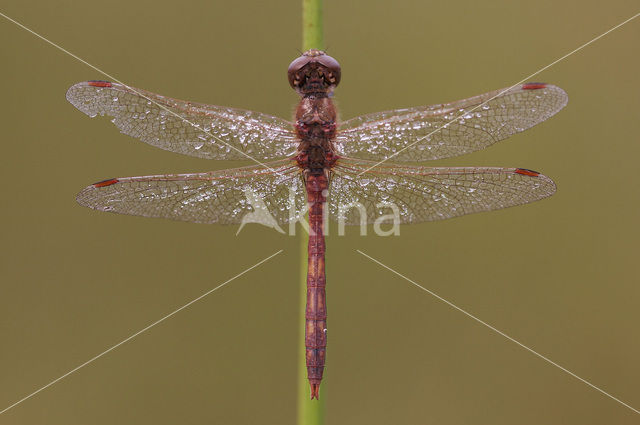 Steenrode heidelibel (Sympetrum vulgatum)