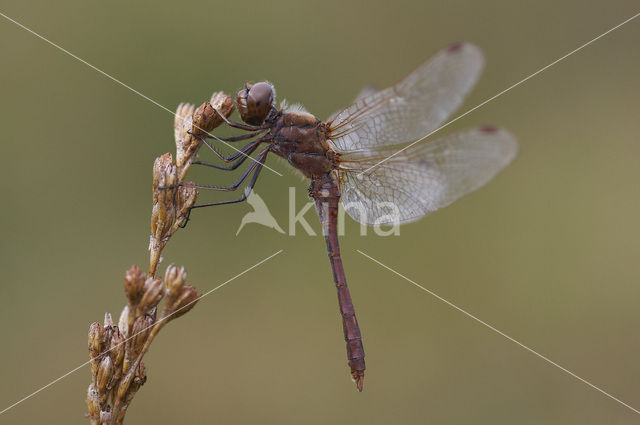 Steenrode heidelibel (Sympetrum vulgatum)