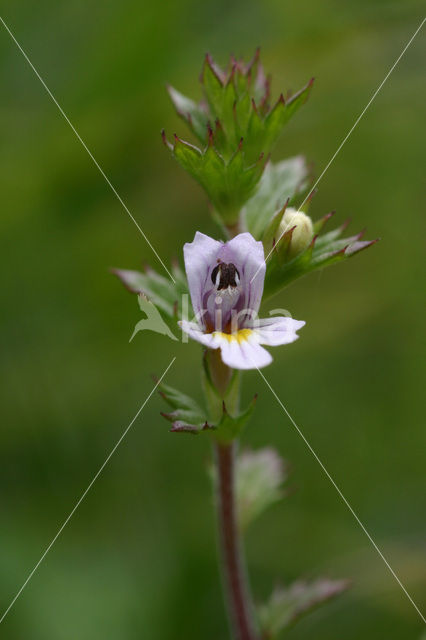 Stijve ogentroost (Euphrasia stricta)