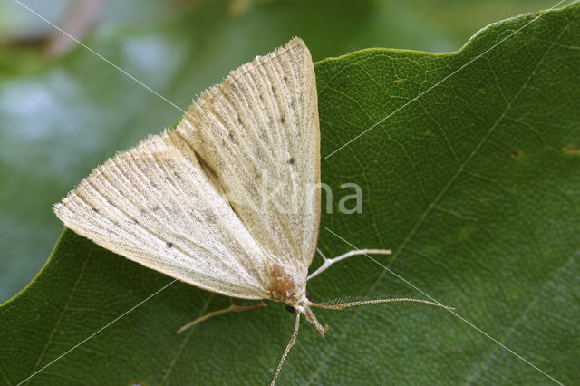 Stippelsnuituil (Macrochilo cribrumalis)