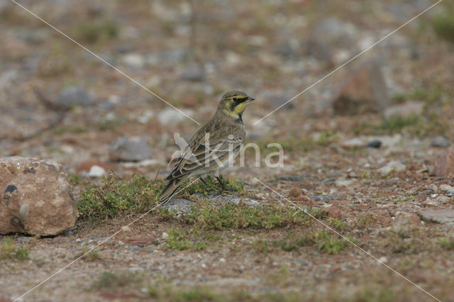 Strandleeuwerik (Eremophila alpestris )