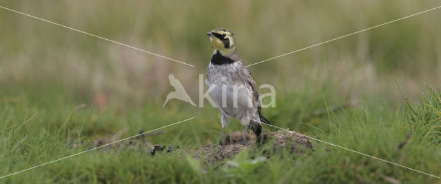 Strandleeuwerik (Eremophila alpestris )