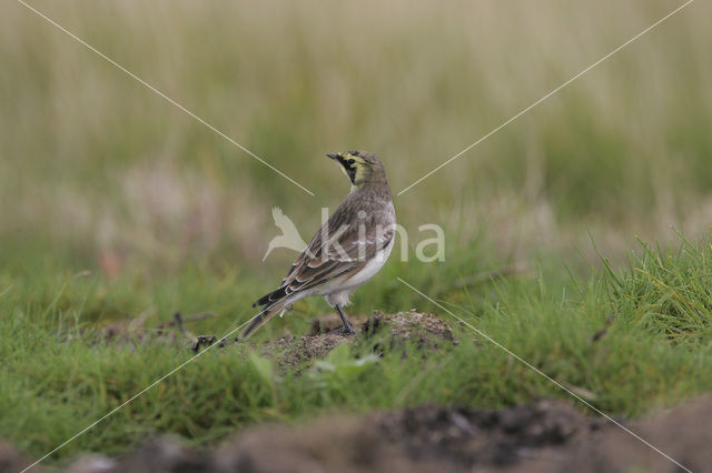 Strandleeuwerik (Eremophila alpestris )