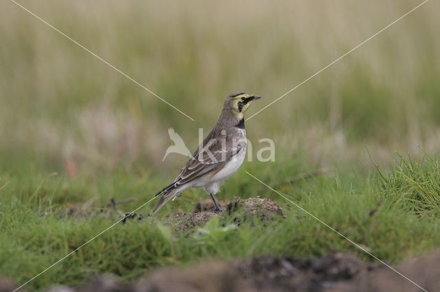 Strandleeuwerik (Eremophila alpestris )