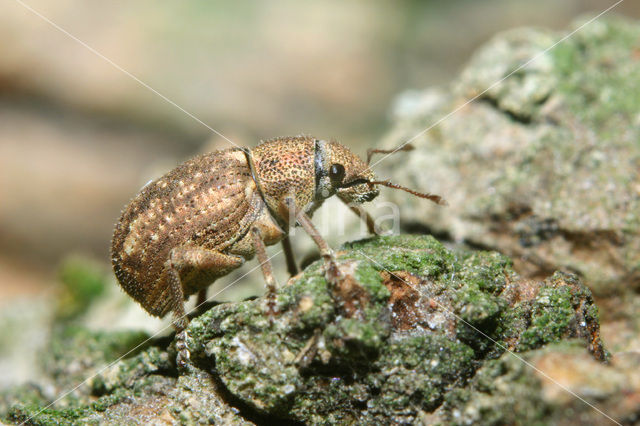 Strophosoma capitatum