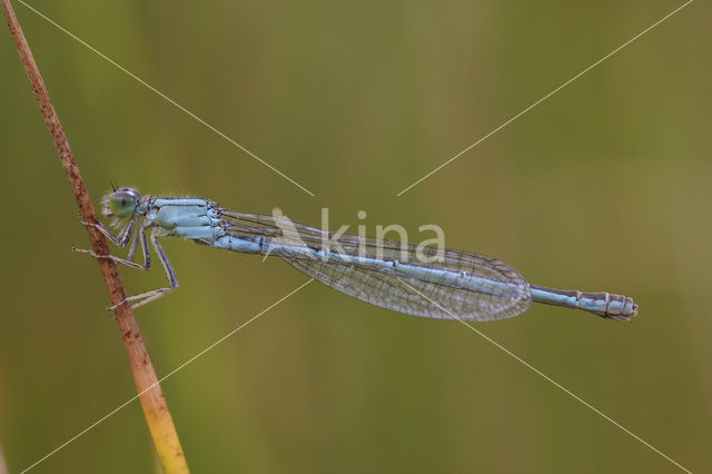 Tengere grasjuffer (Ischnura pumilio)