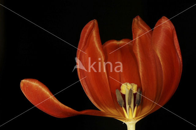 Tulp (Tulipa)