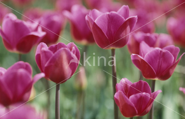 Tulp (Tulipa)