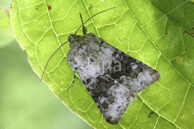 Tweekleurige uil (Hecatera bicolorata)