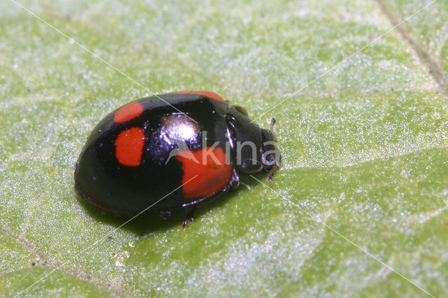 Tweestippelig lieveheersbeestje (Adalia bipunctata)