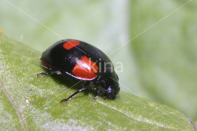 Tweestippelig lieveheersbeestje (Adalia bipunctata)