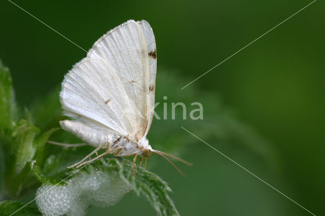 Tweevlekspanner (Lomographa bimaculata)