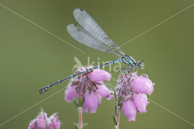 Variabele waterjuffer (Coenagrion pulchellum)