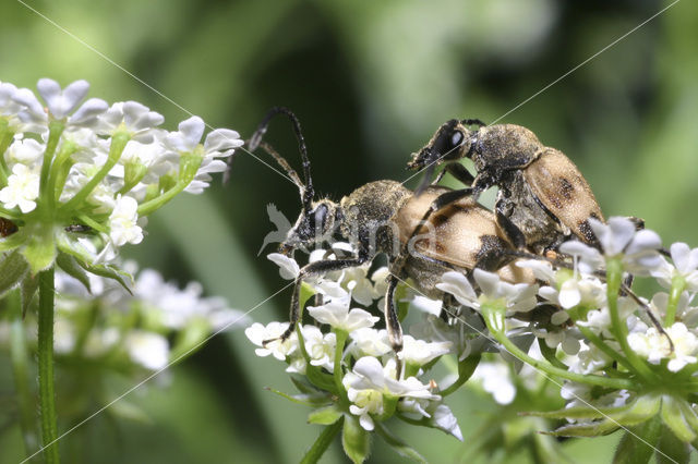 Pachytodes cerambyciformis