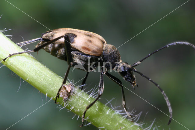 Pachytodes cerambyciformis