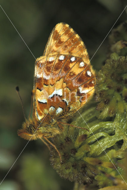 Veenbesparelmoervlinder (Boloria aquilonaris)