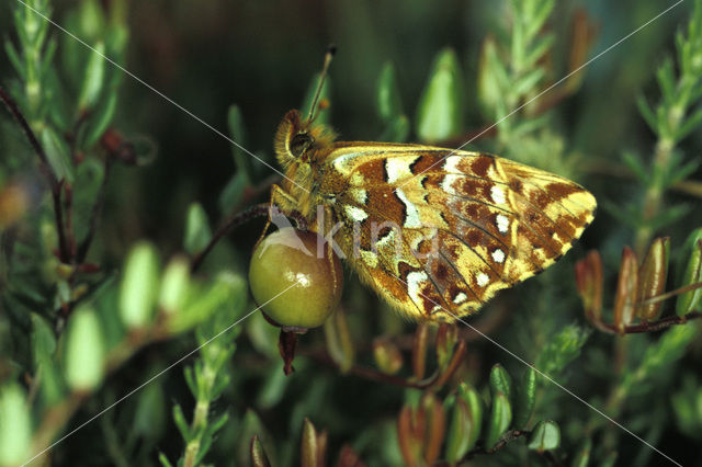 Veenbesparelmoervlinder (Boloria aquilonaris)