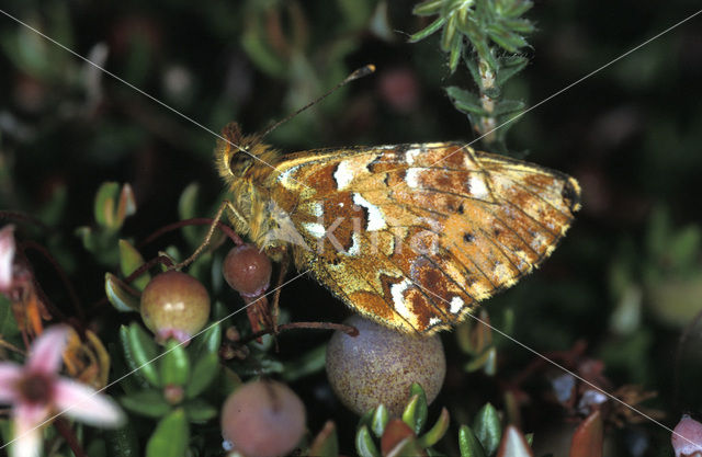 Veenbesparelmoervlinder (Boloria aquilonaris)