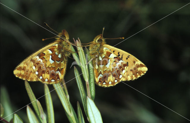 Veenbesparelmoervlinder (Boloria aquilonaris)