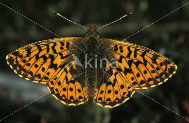 Veenbesparelmoervlinder (Boloria aquilonaris)