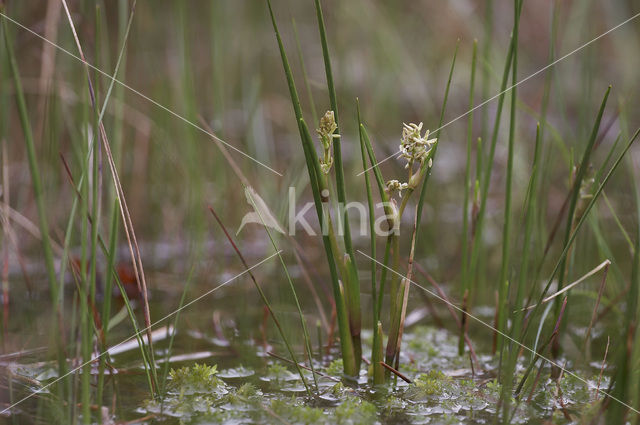 Veenbloembies (Scheuchzeria palustris)