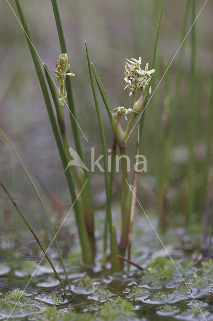 Veenbloembies (Scheuchzeria palustris)