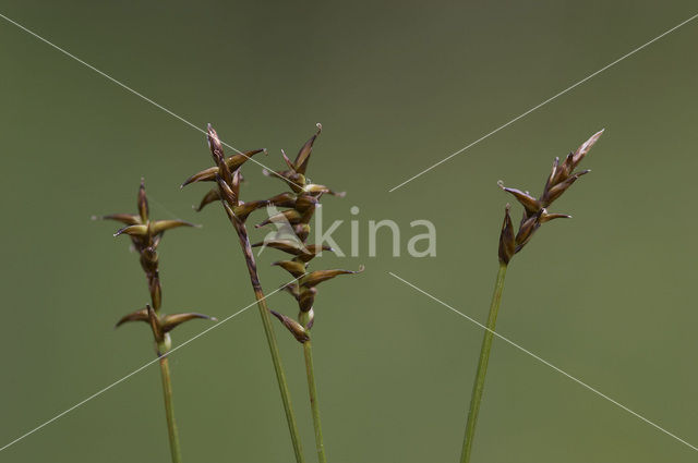 Veenzegge (Carex davalliana)