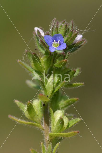 Veldereprijs (Veronica arvensis)