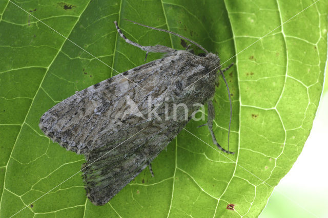 Veldgrasuil (Apamea anceps)