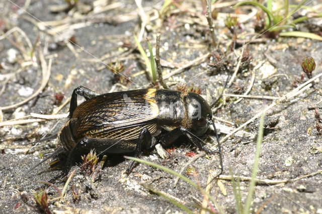 Veldkrekel (Gryllus campestris)