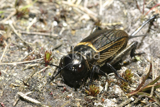 Veldkrekel (Gryllus campestris)